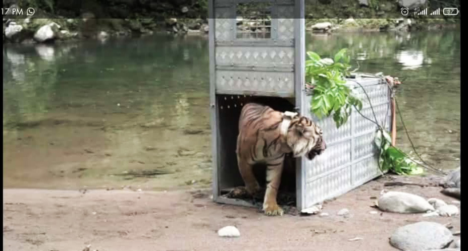Surya, baru lepas liar di TNKS. Foto: Ayat S Karokaro/ Mongabay Indonesia