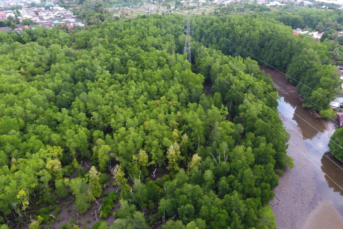 Hutan mangrove di Desa Passo, menjadi penjaga bagi pesisir. Foto: Chris Belseran/ Mongabay Indonesia