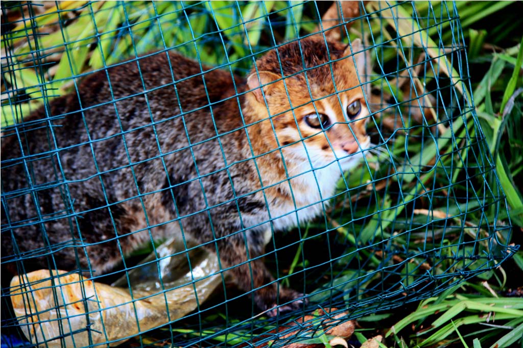 Keberadaan kucing tandang makin terancam, sudah langka dan jadi incaran kolektor satwa. Foto: Lili Rambe/ Mongabay Indonesia