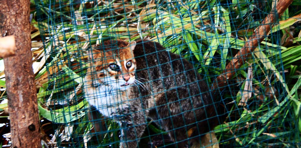 Kucing tandang, yang ditemukan warga di ladang dekat TN Berbak, Jambi. Foto: Lili Rambe/ Mongabay Indonesia