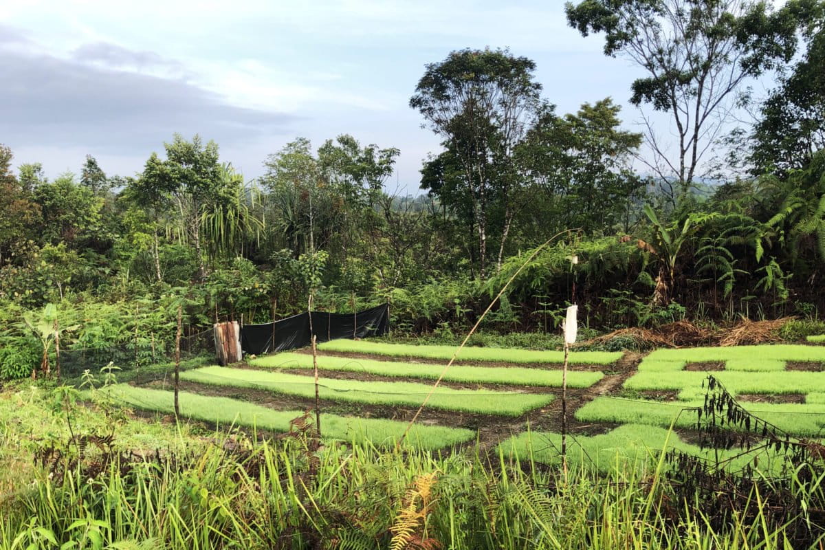 Pertanian warga Pargamanan-Bintang Maria. Foto: Baritanews Lumbanbatu/ Mongabay Indonesia