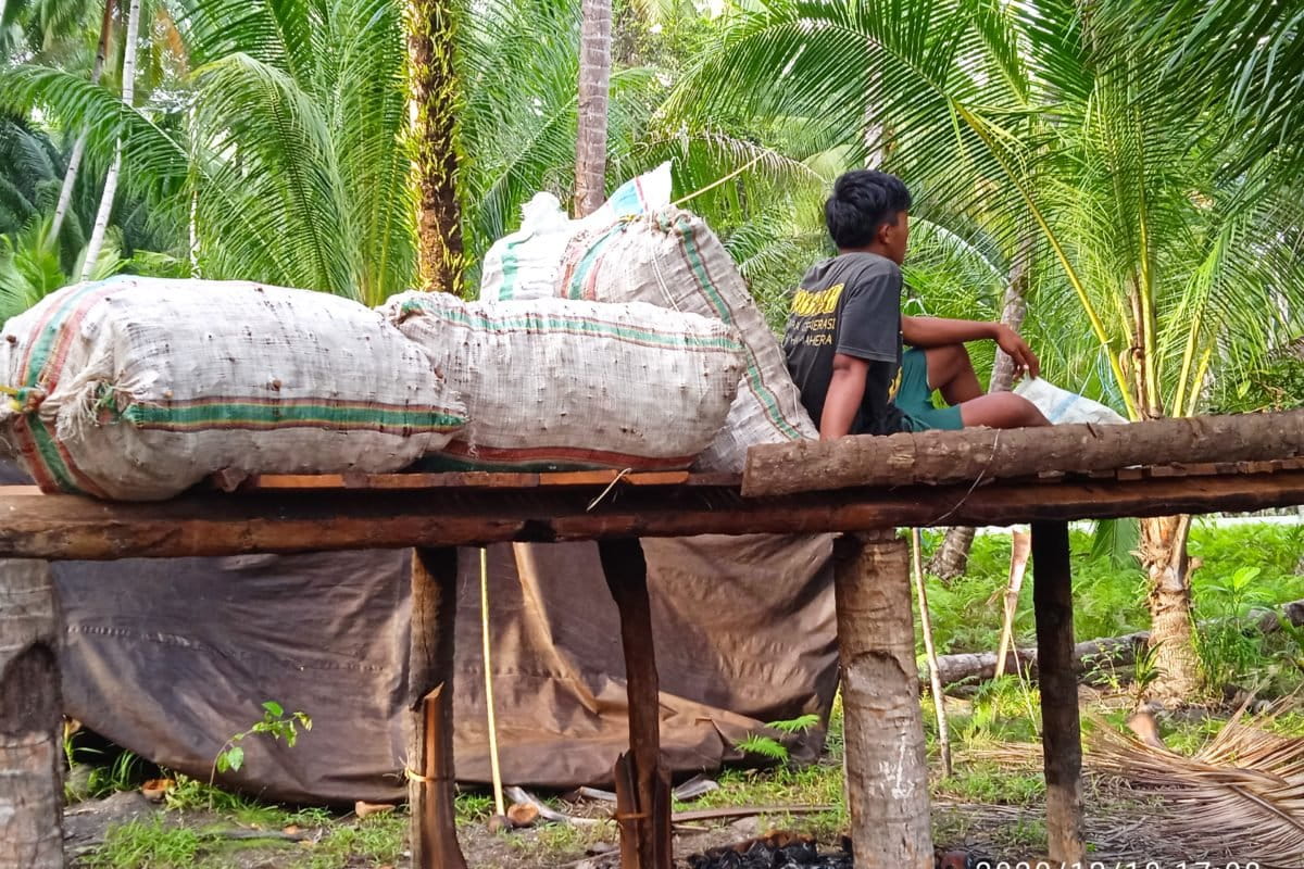 Kelapa jadi kopra, salah satu hasil perkebunan warga Maluku Utara. Sektor perkebunan dan pertanian makin terjepit setelah industri ekstraktif, seperti tambang masif. Foto: Mahmud Ichi/ Mongabay Indonesia