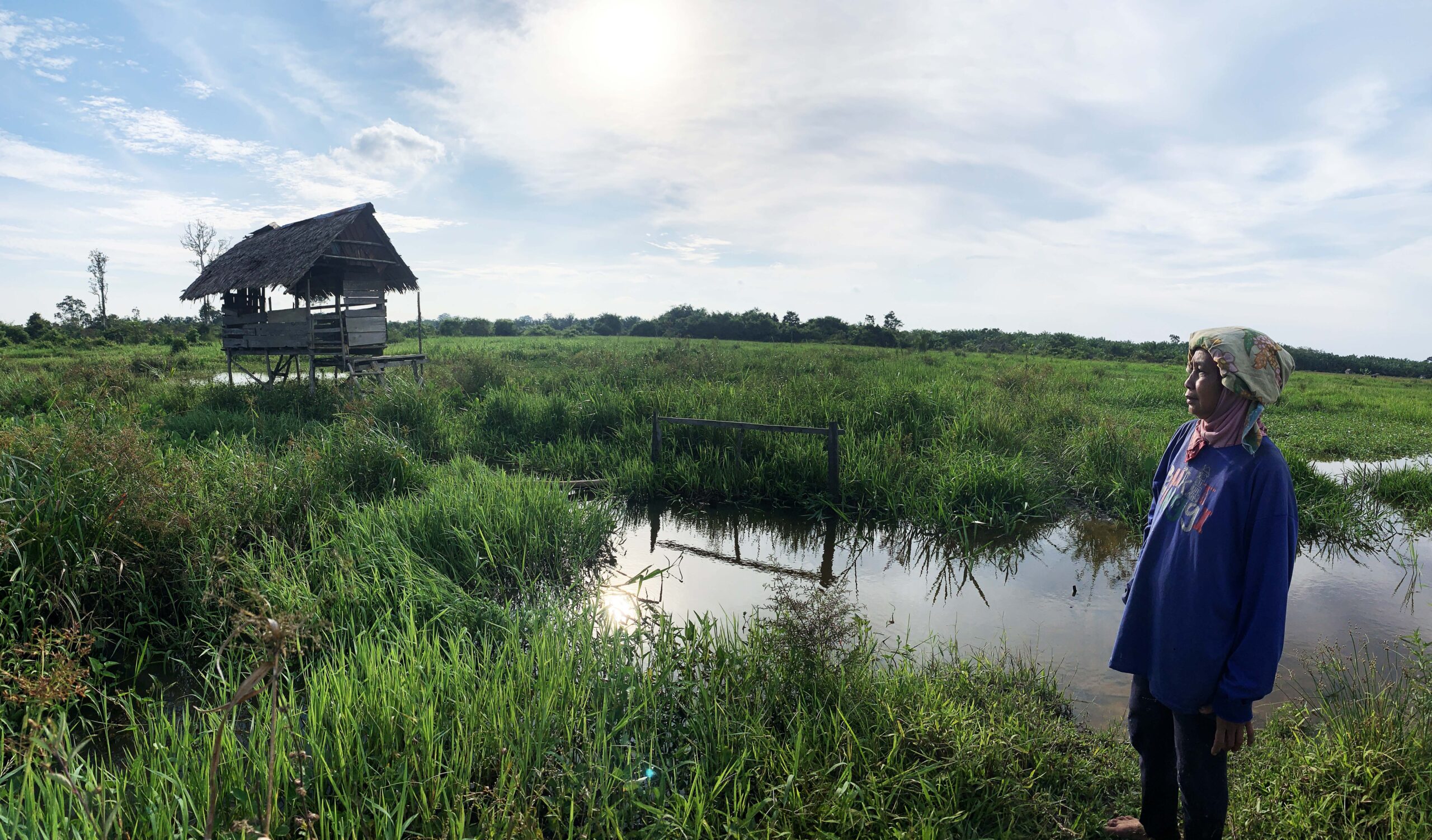 Itu lahan pertanian, tempat Jumairah dulu menanam padi. Kini, lahan itu selalu terendam hingga dia tak bisa lagi bercocok tanam di sana. Jumairah pun terpaksa numpang di lahan orang lain untuk bisa menanam. Foto: Yitno Suprapto/ Mongabay Indonesia