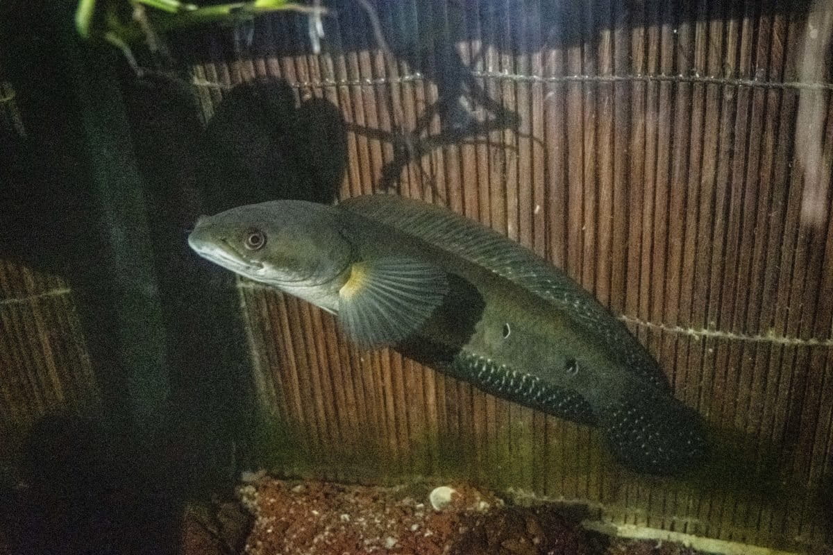 Ikan ampong [Chana meriulides], yang masih ditemukan di Tebat Rasau, selain ikan arwana [Scleropages formosus], ikan buntal air tawar [Tetraodon mbu] dan kura-kura byuku [Orlitia bornensis]. Foto Nopri Ismi/ Mongabay Indonesia