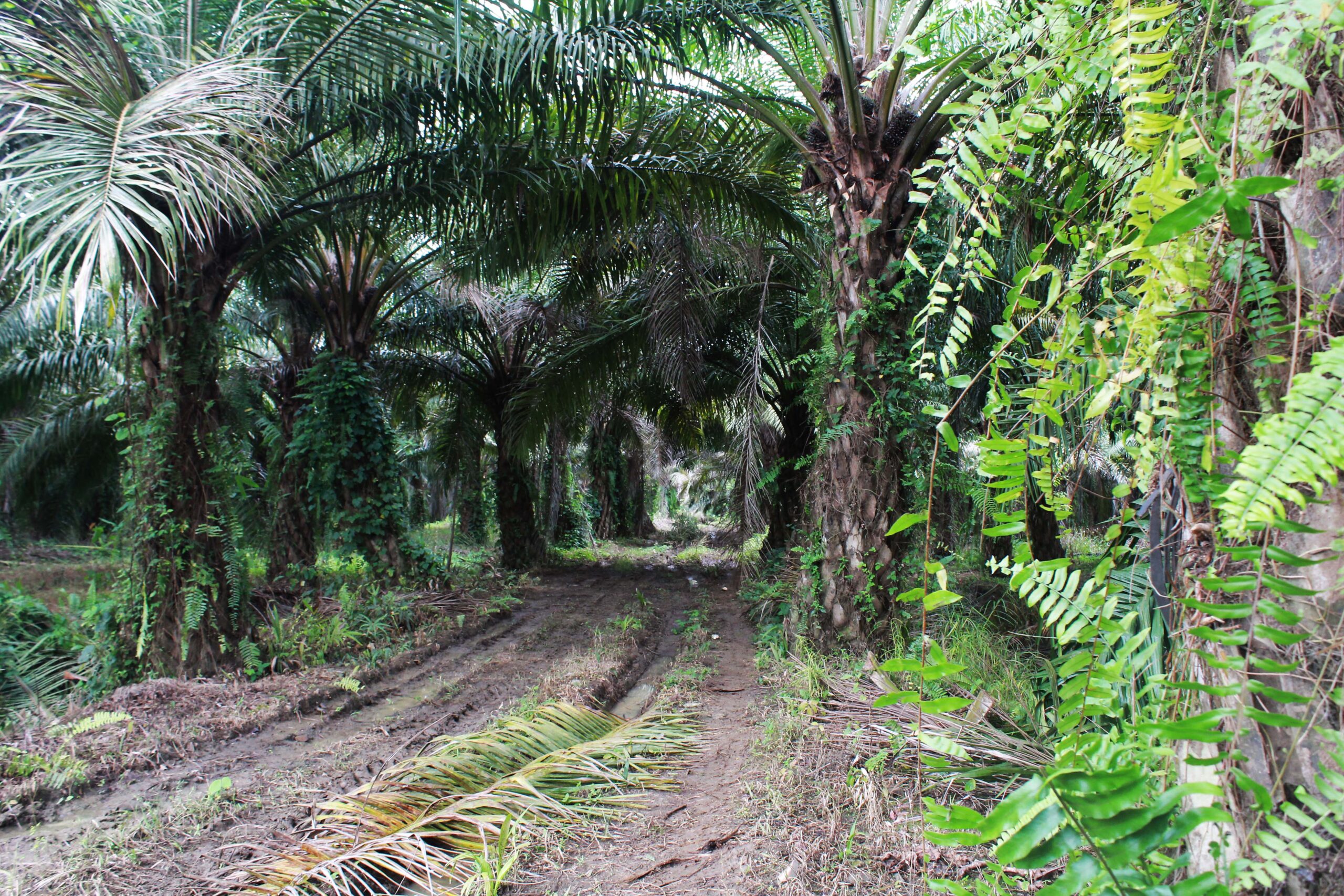 Kondisi miris, kawasan konservasi, Suaka Margasatwa Bakiriang, malah banyak kebun sawit. Foto: Sarjan Lahay/ Mongabay Indonesia