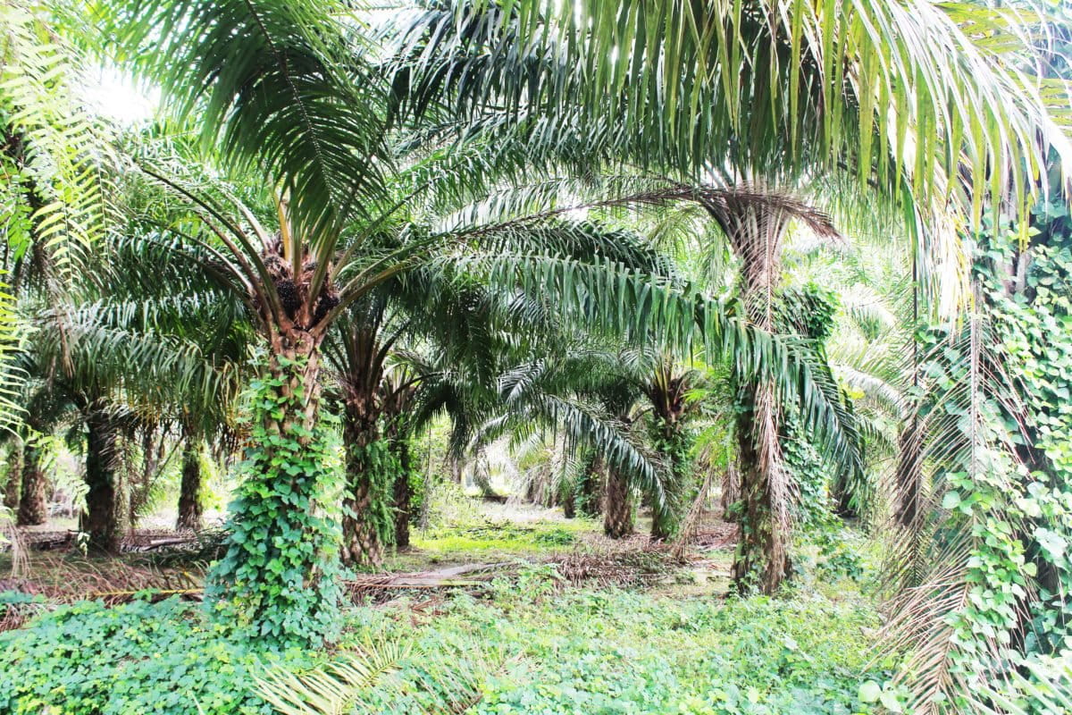 Kebun sawit di Suaka Margasatwa Bakiriang, Banggai. Foto: Sarjan Lahay/ Mongabay Indonesia