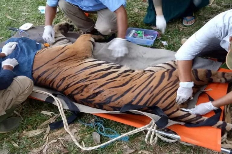 Persiapan harimau mau rilis ke habitat, sebelum berangkat ke bandara. Foto: BKSDA Jambi