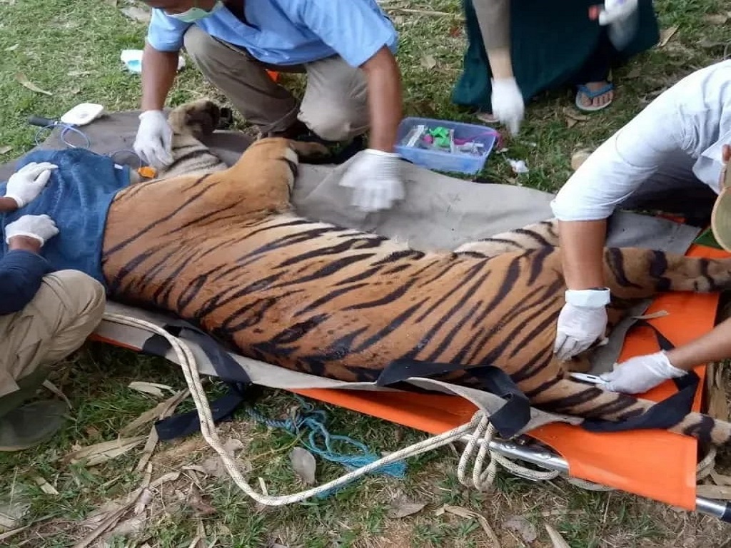 Persiapan harimau Citra dan Surya, mau rilis ke habitat, sebelum berangkat ke bandara. Foto: BKSDA Jambi
