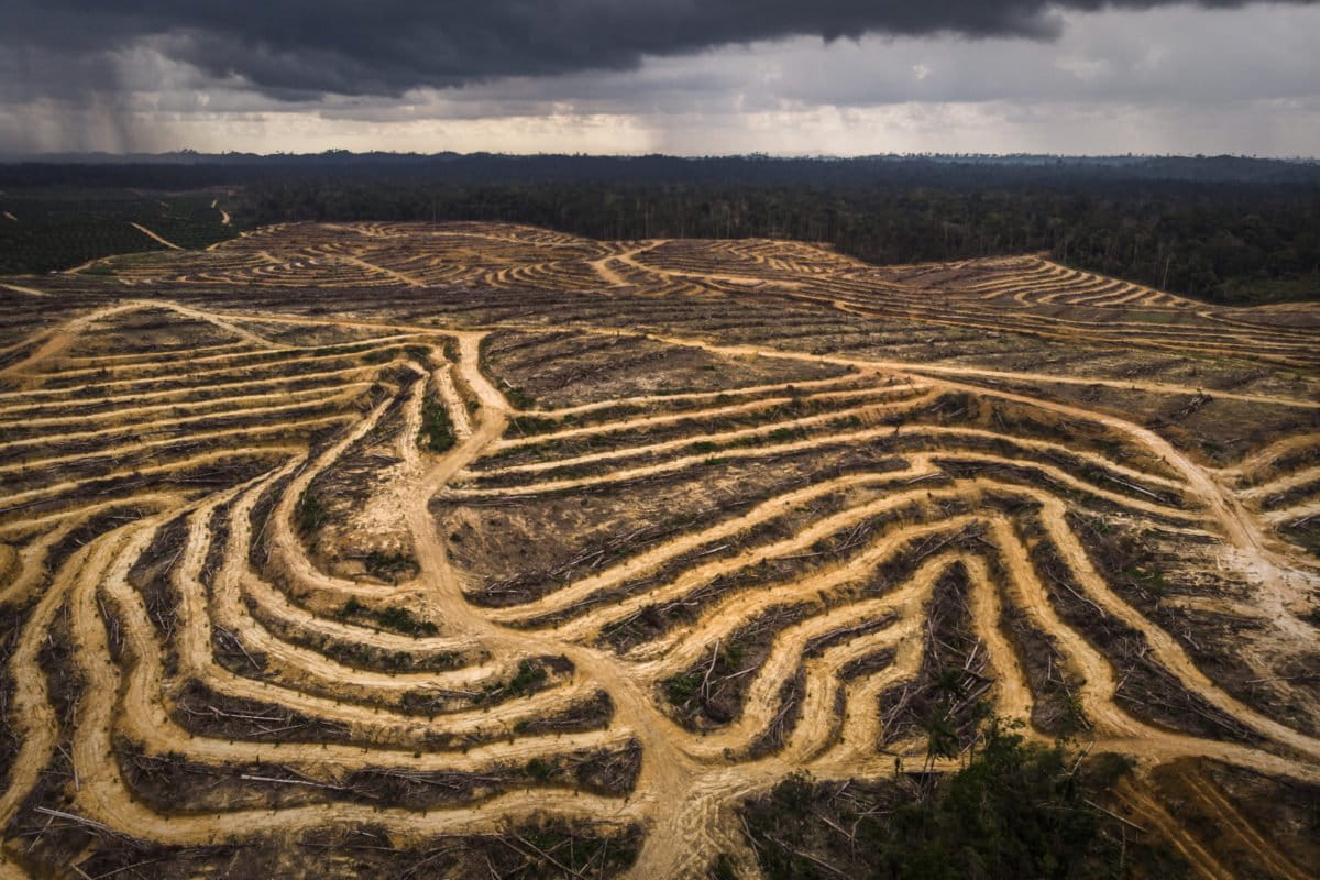 Lahan di Kalimantan Timur yang digunduli untuk dijadikan perkebunan sawit. Foto oleh Nanang Sujana