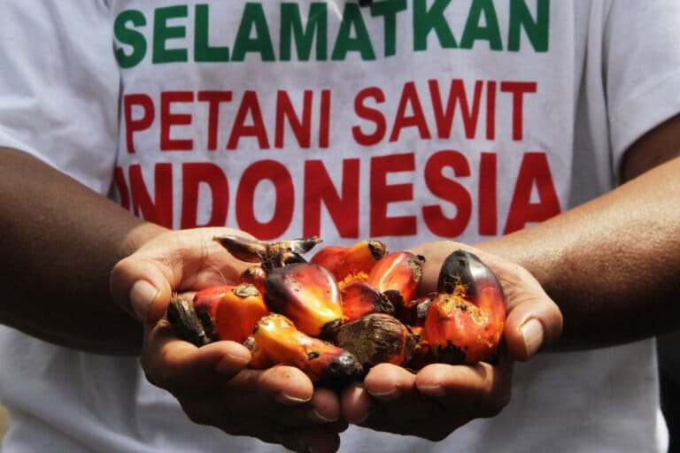 Perlu pembenahan tata kelola industri sawit dari hulu ke hilir, termasuk perhatian kepada petani agar punya posisi tawar, bukan hanya diatur pebisnis skala besar. Foto: Falahi Mubarok/ Mongabay Indonesia