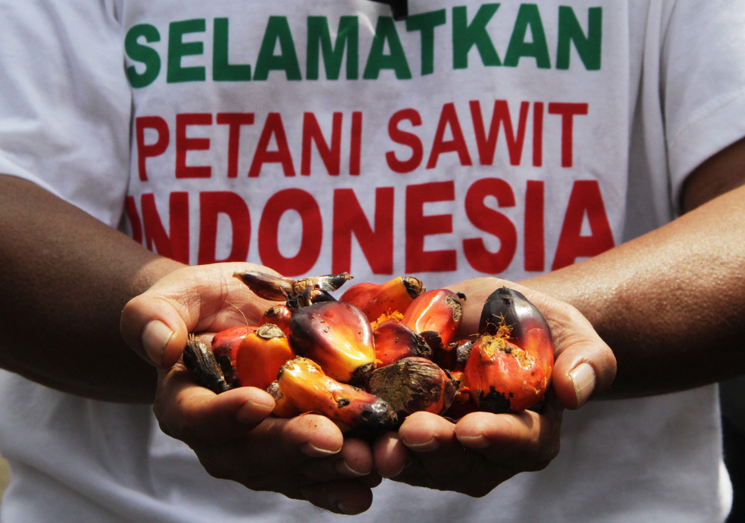 Perlu pembenahan tata kelola industri sawit dari hulu ke hilir, termasuk perhatian kepada petani agar punya posisi tawar, bukan hanya diatur pebisnis skala besar. Foto: Falahi Mubarok/ Mongabay Indonesia