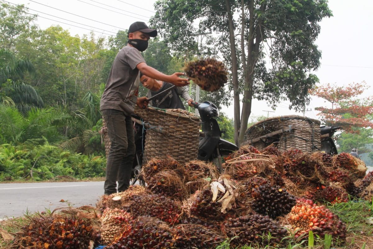 Petani sawit mesti jadi perhatian pemerintah dalam setiap kebijakan. Foto: Galahi MUbarok/ Mongabay Indonesia