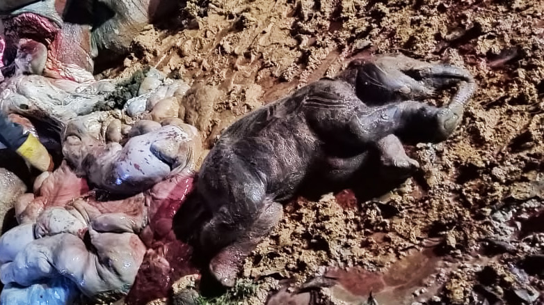 Gajah hamil mati mengenaskan di Bengkalis. Foto:Rimba Satwa Foundation 