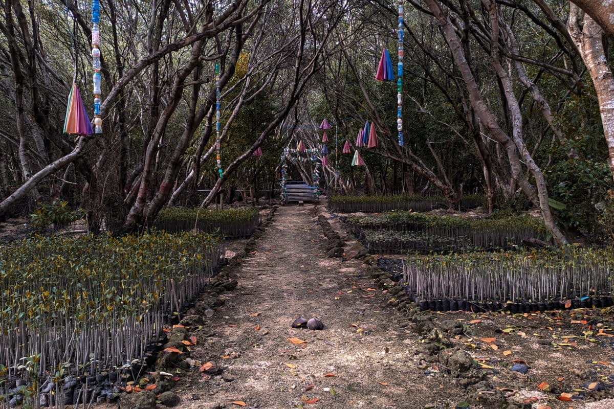 Pulau Baluno, pulau batu karang itu kini jadi hutan mangrove. Foto: Agus Mawan/ Mongabay Indonesia