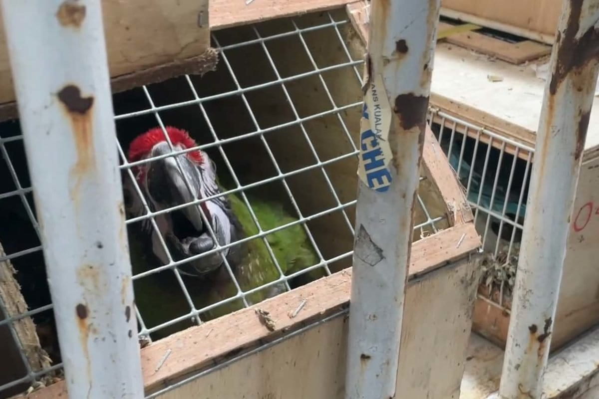 Ini burung sitaan asal Afrika yang masuk lewat Bandara Kualanamu. Foto: Ayat S Karokaro/ Mongabay Indonesia