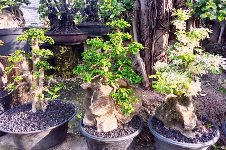 Desa Wanar, terkenal sebagai desa bonsai. Di sini juga tempat tanaman hias lainnya. Foto: A. Asnawi/ Mongabay Indonesia