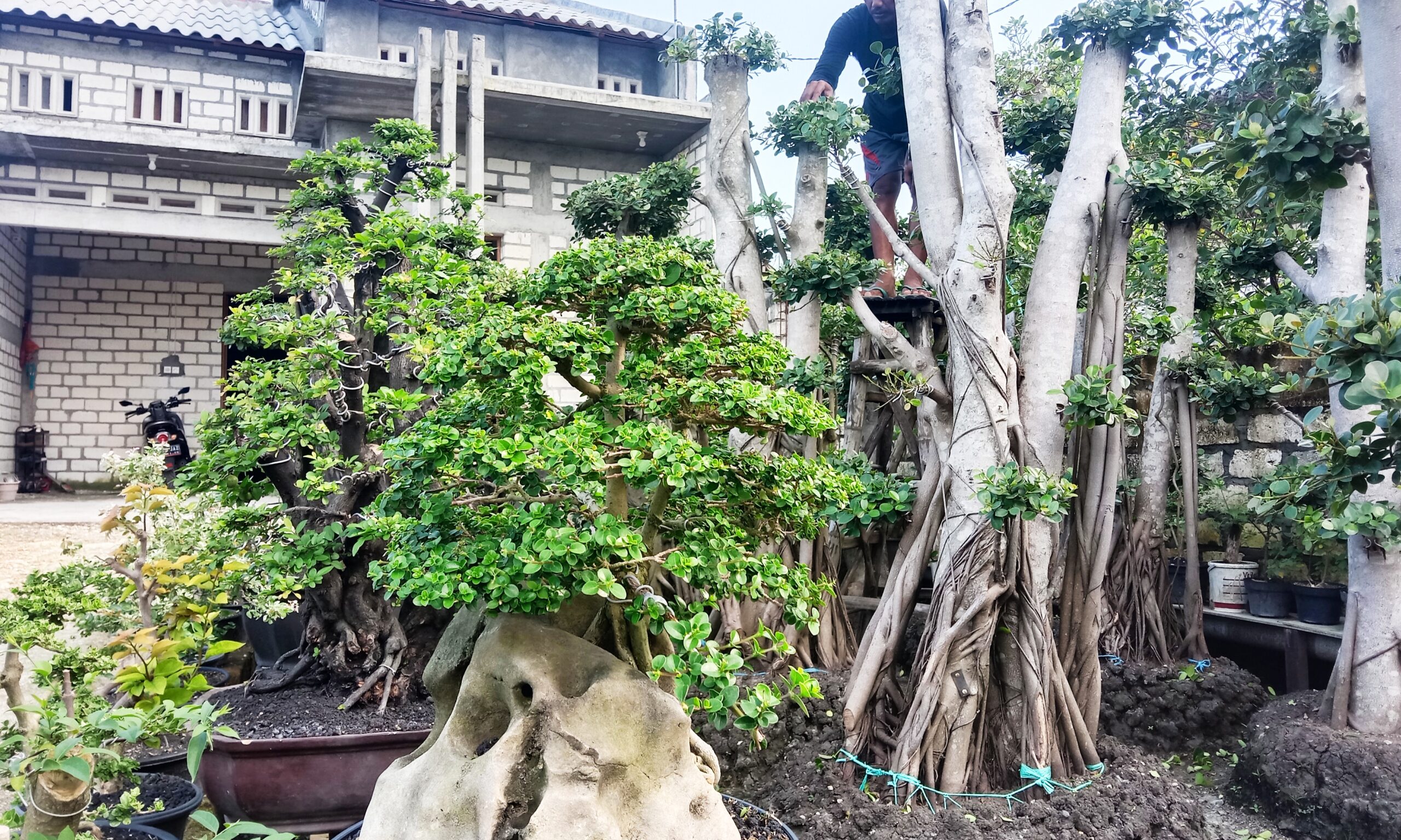 Bonsai di Desa Wanar, Lamongan. Foto: A. Asnawi/ Mongabay Indonesia