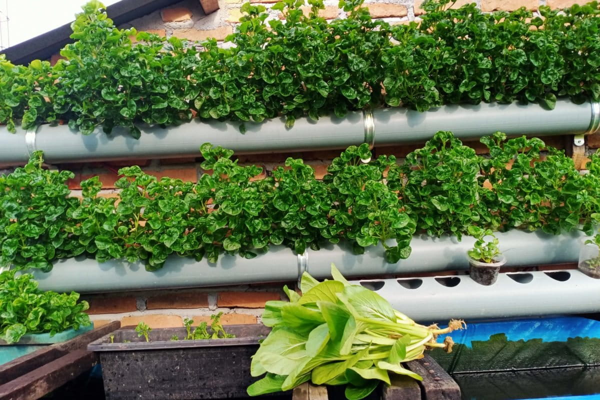 Sayur mayur petani perkotaan di Kota Medan. Foto: Sri Wahyuni/ Mongabay Indonesia