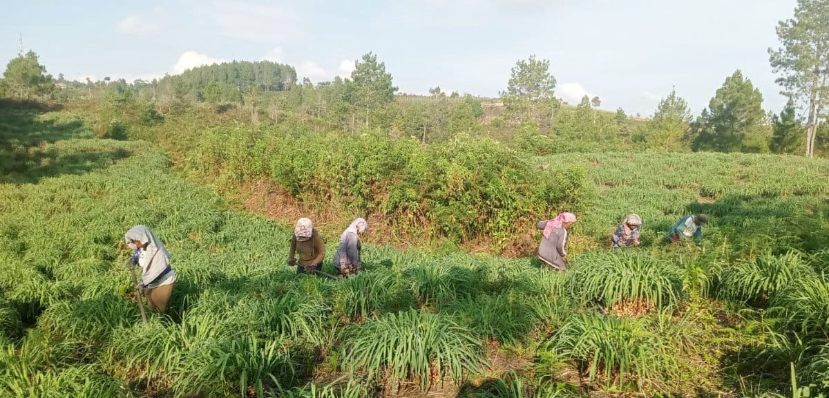 Warga Desa Hutaginjang, Kecamatan Muara, Tapanuli Utara, Sumatera Utara. panen serai wangi. Foto: Barita News Lumbanbatu/ Mongabay Indonesia