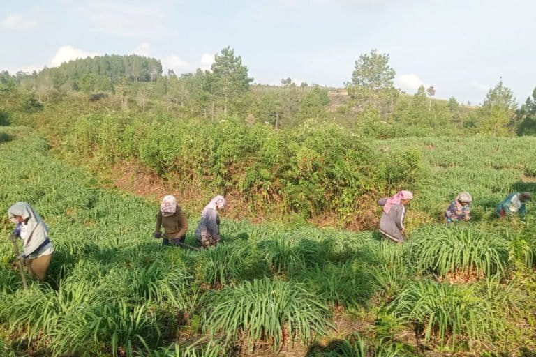 Warga Desa Hutaginjang, Kecamatan Muara, Tapanuli Utara, Sumatera Utara. panen serai wangi. Foto: Barita News Lumbanbatu/ Mongabay Indonesia