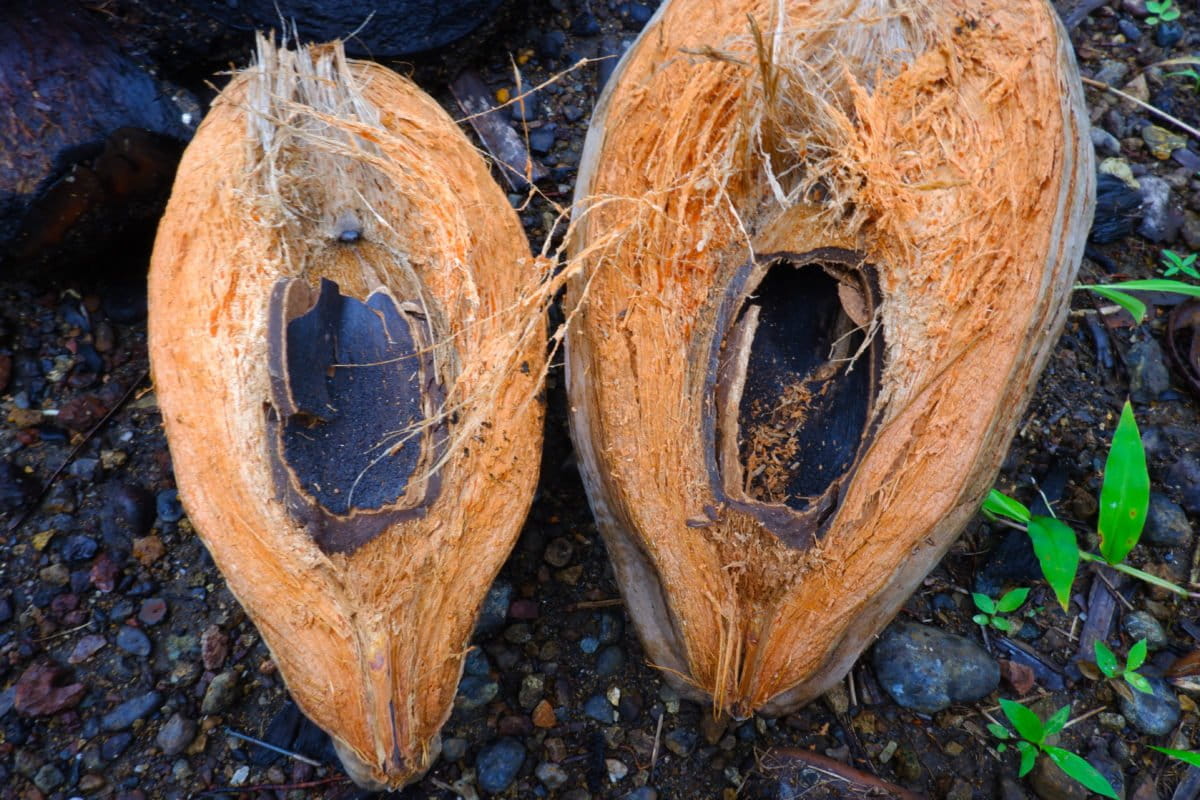 Kelapa rusak saat tanaman terendam.. Kebun warga terkepung di antara 'wilayah' perusahaan tambang nikel hingga jadi kubangan kala hujan datang. Foto: Eko Rusdianto/ Mongabay Indonesia