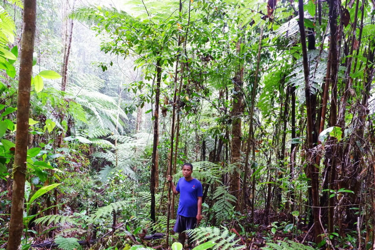 Hastoma (36 tahun) petani di Roko Roko, Desa Sukarela Jaya, memegang pohon cengkihnya. Pada 2 Juli 2022, kebun ini kembali diseorobot PT GKP.. Foto: Eko Rusdianto/ Mongabay Indonesia