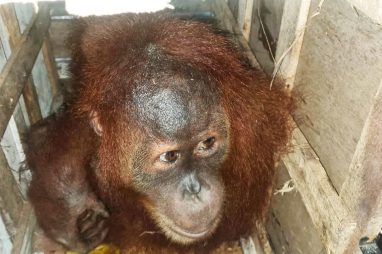 bayi orangutan sitaan Polres Binjai dari tangan sindikat perdagangan satwa ilegal. Foto: Ayat S Karokaro/ Mongabay Indonesia