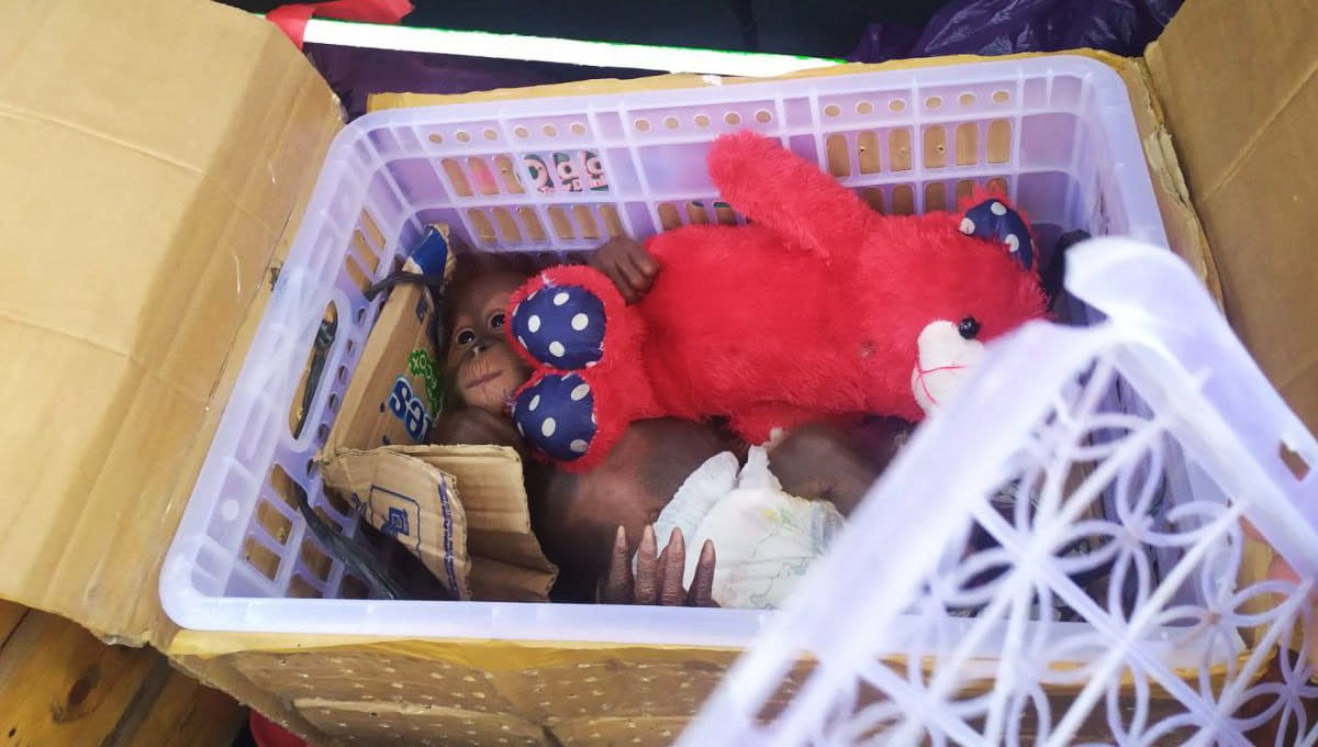 Bayi orangutan Sumatra sitaan di Binia. Foto: Ayat S Karokaro/ Mongabay Indonesia