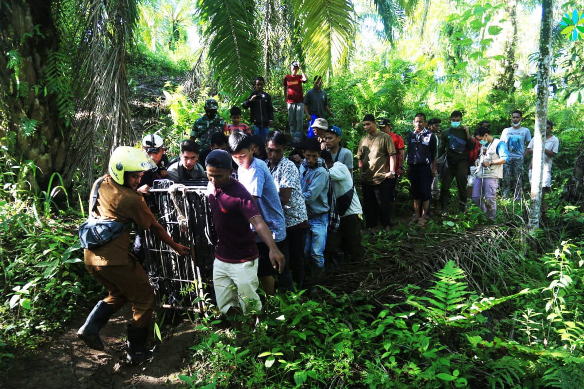 Puti Maua Agam, adalah harimau sumatra yang berhasil diselamatkan tim dari Balai Konservasi Sumber Daya Alam Resor Maninjau dari lokasi konflik di Jorong Kayu Pasak Timur Nagari Salareh Aie Kecamatan Palembayan, Kabupaten Agam. Dugaan waktu itu, Puti keluar dari kawasan hutan Cagar Alam Maninjau dan memasuki pemukiman warga lantaran kekurangan pakan akibat adanya kasus penyakit African Swine Fever (ASF). Foto: Vinolia/ Mongabay Indonesia
