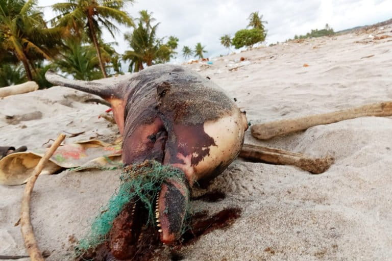 Satu lumba-lumba bungkuk Indo Pasific (Sauca chinensis) ditemukan mati terdampar di kawasan Pantai Sasak Nagari Sasak, Kecamatan Sasak Ranah Pesisir, Kabupaten Pasaman Barat, pada (21/6/22). Foto: Vinolia/ Mongabay Indonesia