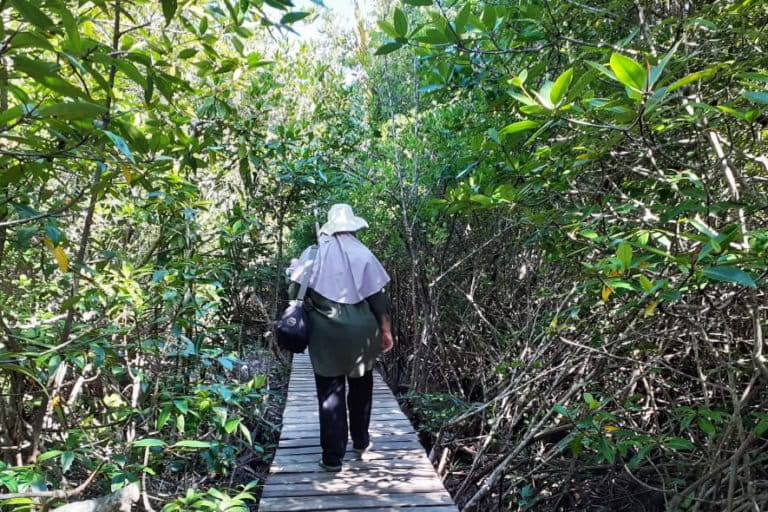Kawasan ini berhutan mangrove lagi setelah sempat rusak. Foto: Suryadi/ Mongabay Indonesia
