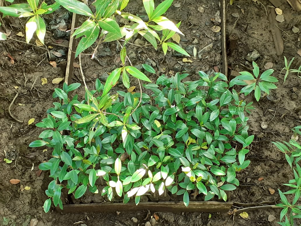 Bibit mangrove yang disiapkan untuk penanaman. Foto: Suryadi/ Mongabay Indonesia