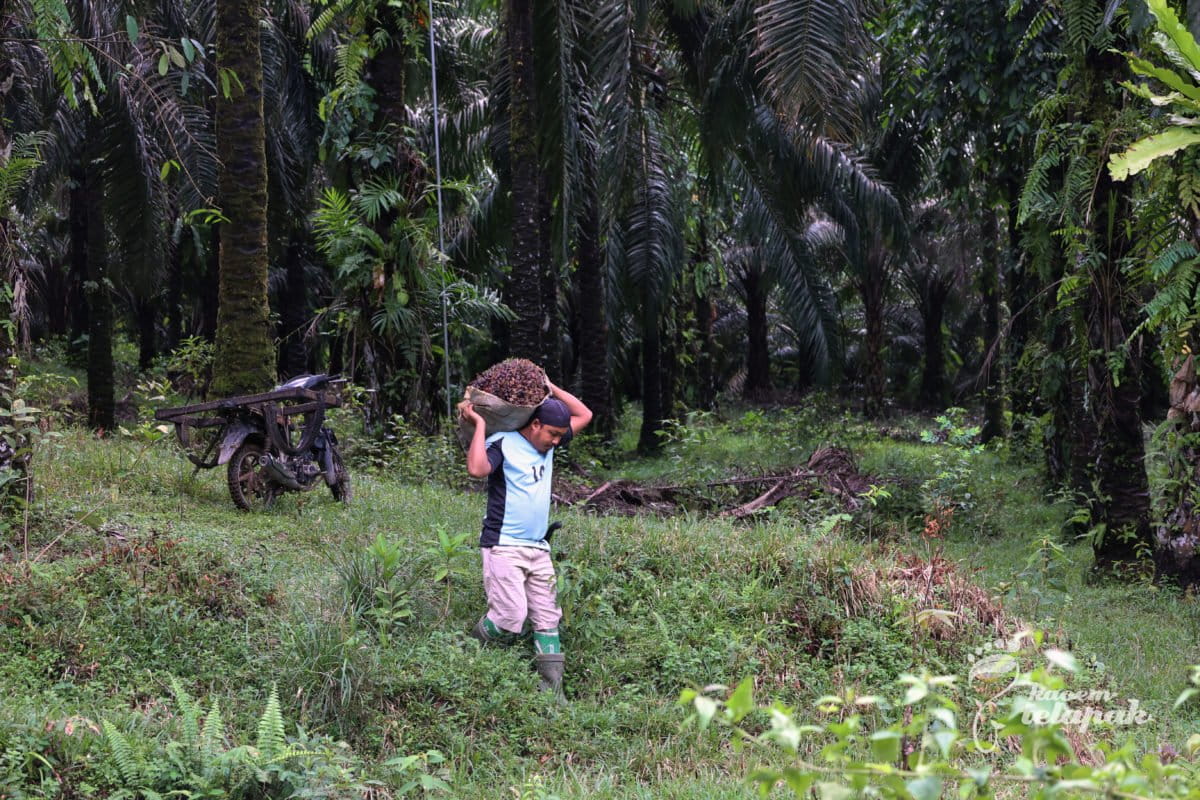 Petani sawit mandiri di Sekadau. Petani sawit mandiri perlu mendapatkan perhatian pemerintah, termasuk Uni Eropa, yang sedang bikin aturan uji tuntas. Bukan hanya aturan dibikin yang bisa berdampak buruk bagi mereka, tetapi bagaimana menguatkan petani mandiri bisa meningkatkan taraf hidup sekaligus menjaga lingkungan. Foto: Kaoem Telapak