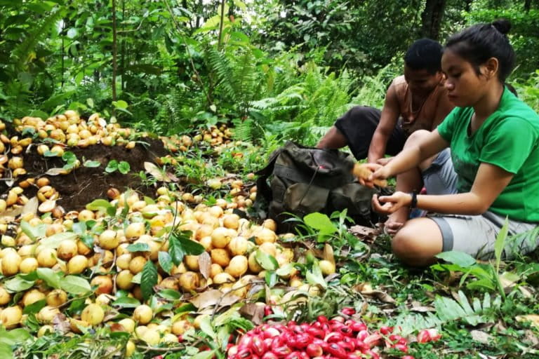 Pala, salah satu tanaman andalam di Desa Mandioli, selain cengkih dan kelapa. Foto: Mahmud IIchi/ Mongabay Indonesia