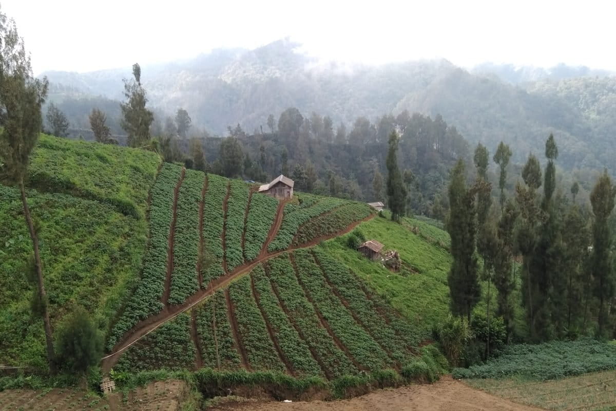 Area pertanian masyarakat adat Tengger di kaki Gunung Bromo. Foto: Eko Widianto/ Mongabay Indonesoa