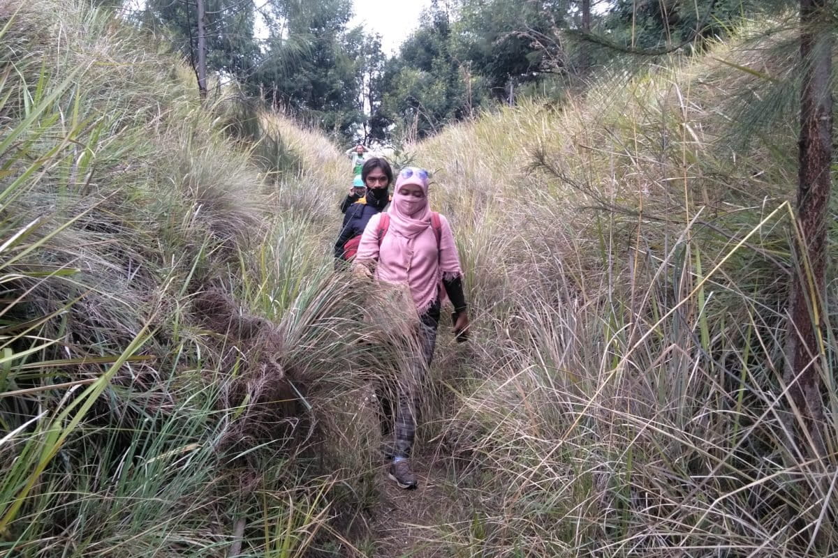 Padang ilalang di Kaldera Tengger. Foto: Eko Widianto/ Mongabay Indonesia