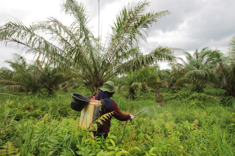 Buruh perempuan sedang menyemport tanaman sawit. Foto: Elviza Diana/ Mongabay Indonesia