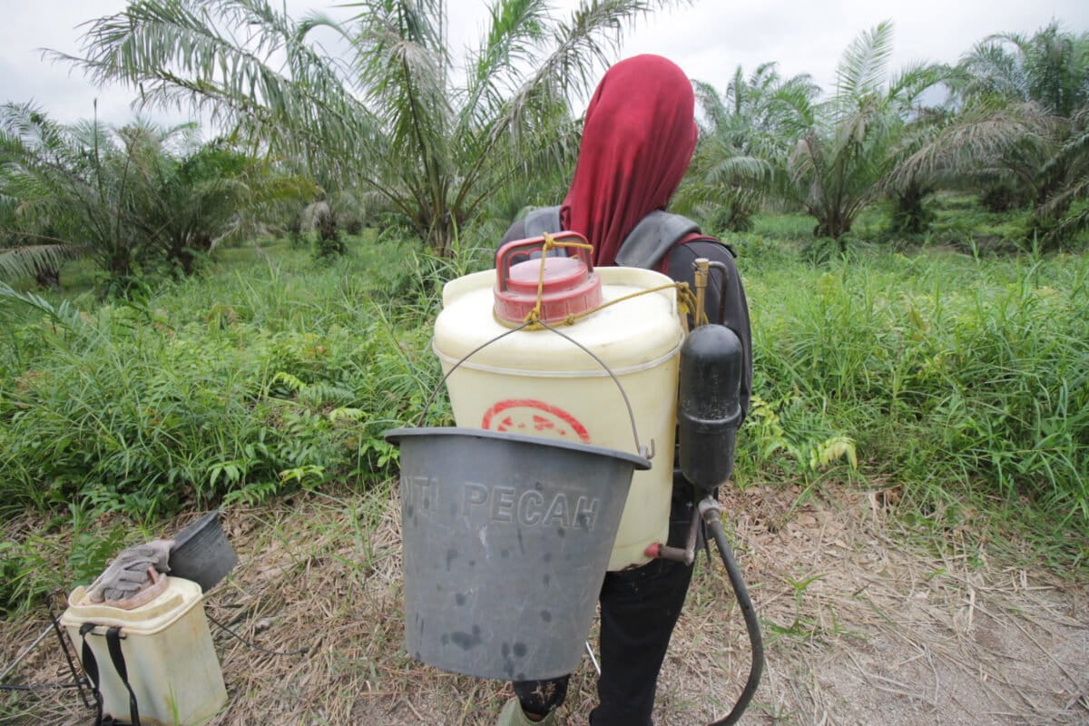 Buruh sawit perempuan di perusahaan perkebunan sawit bersiap menyemport. Foto: Elviza Diana/ Mongabay Indonesia