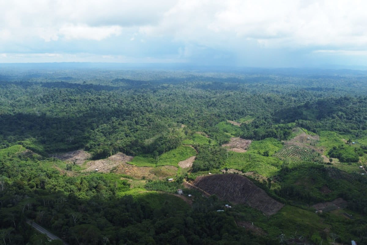 Kawasan yang masuk daerah pengembangan IKN NUsantara. Foto: Richaldo Hariandja/ Mongabay Indonesia