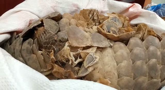 Sisik trenggiling yang berhasil diamankan. Foto: Ayat S Karokaro/ Mongabay Indonesia