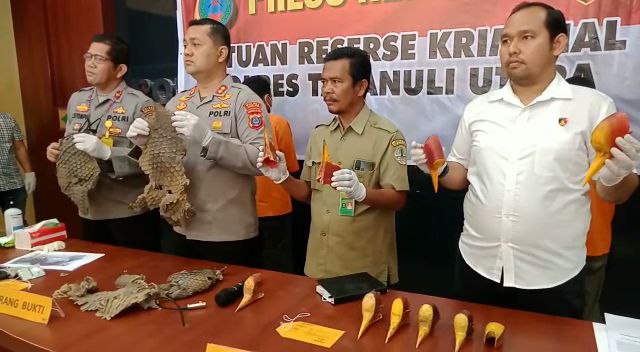 Jajaran Polres Tapanuli Utara, dan barang bukti sitaan paruh rangkong. Foto: Ayat S Karokaro/Mongabay Indonesia