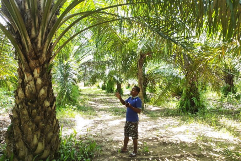 Petani plasma Boalemo, Gorontalo, harus menelan ‘pil pahit’ setelah bersedia bekerjasama dengan perusahaan sawit, PT Agro Artha Surya (AAS). Foto: Sarjan Lahay/ Mongabay Indonessia