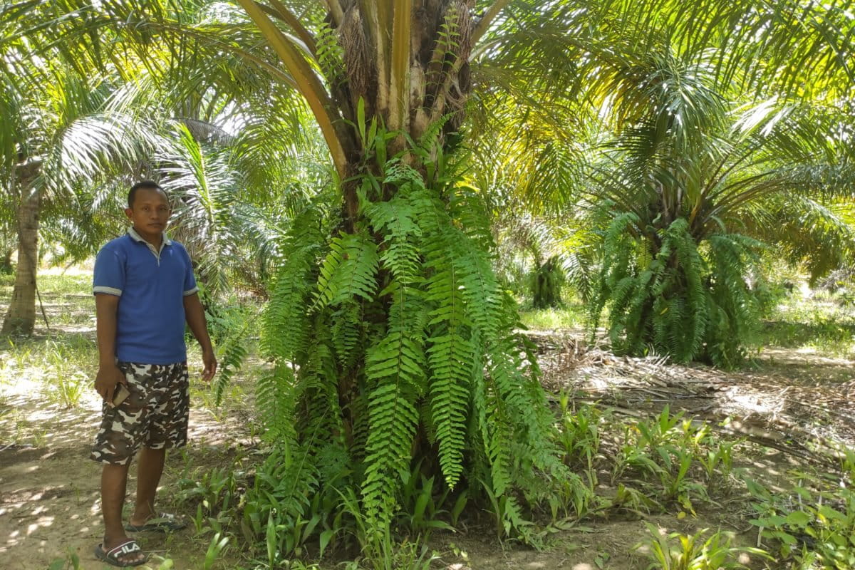 Petani plasma Boalemo, Gorontalo Foto: Sarjan Lahay/ Mongabay Indonesia