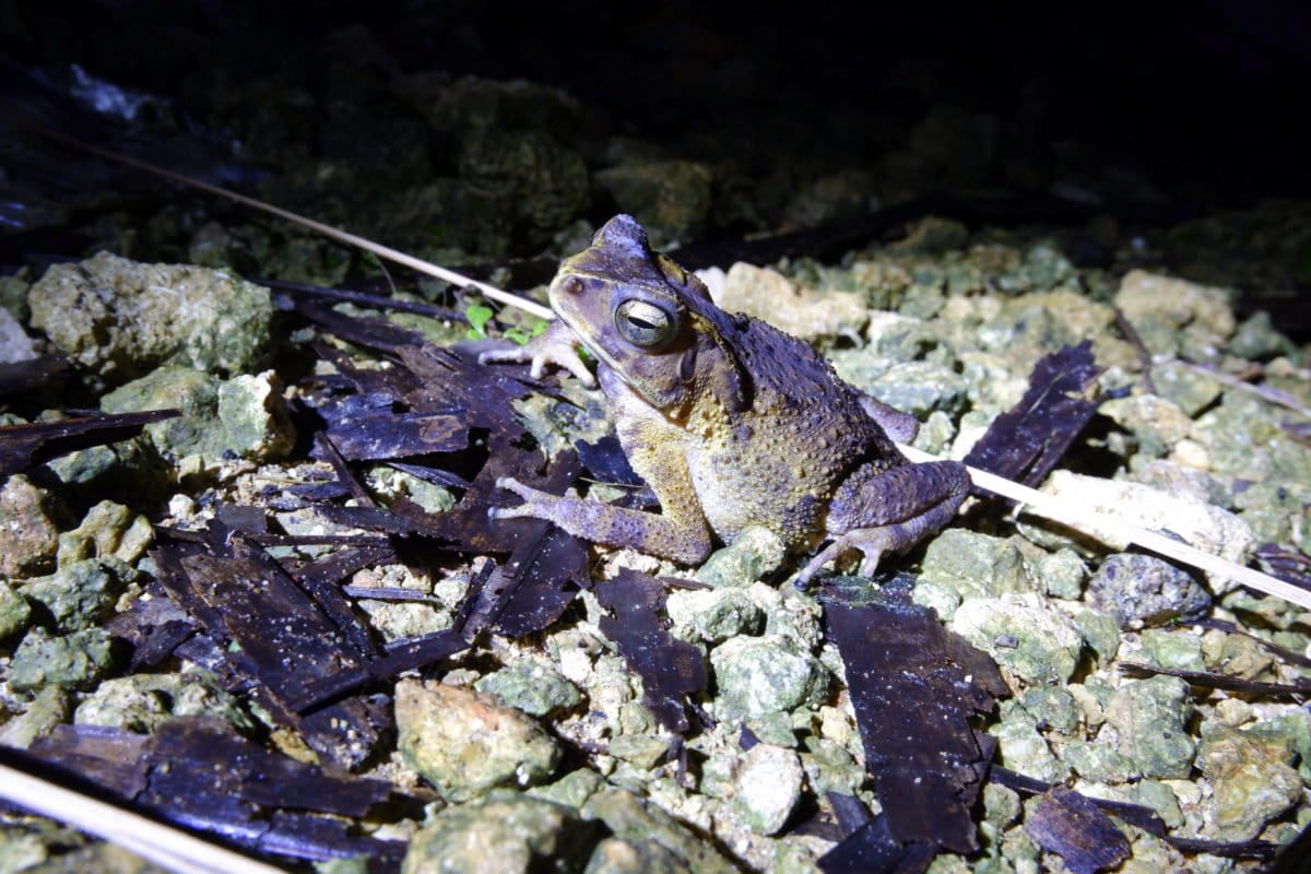 Kodok di Kampung Roko Roko. Foto: Eko Rusdianto/ Mongabay Indonesia