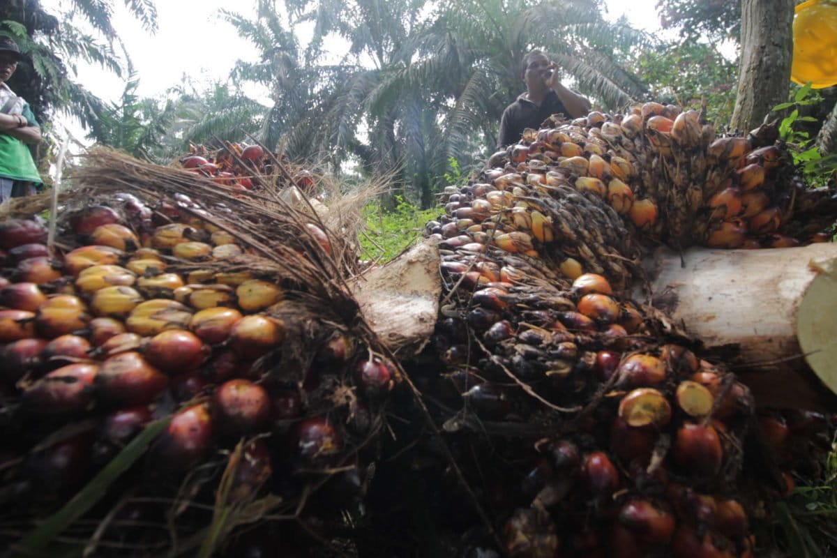 Sawit petani mandiri. Foto: Elviza Diana/ Mongabay Indonesia