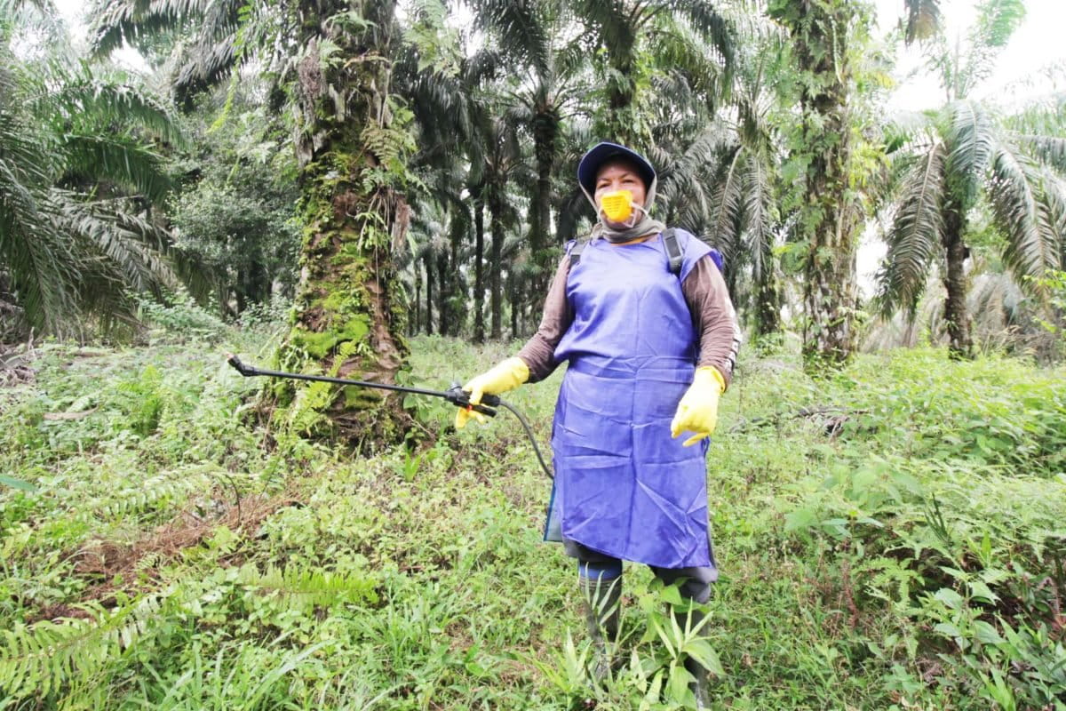 Ummi Kalsum, petani sawit mandiri di Batang Hari, Jambi. Foto: Elviza Diana/ Mongabay Indonesia
