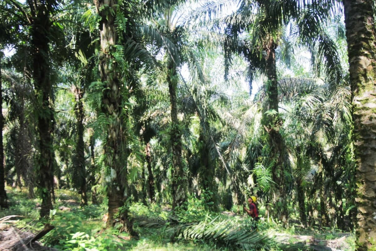  Hampir 400 petani sawit mandiri di Kecamatan Maro Sebo Ilir, Batang Hari, Jambi, berupaya mengelola kebun secara berkelanjutan. Foto: Elviza Diana/ Mongabay Indonesia