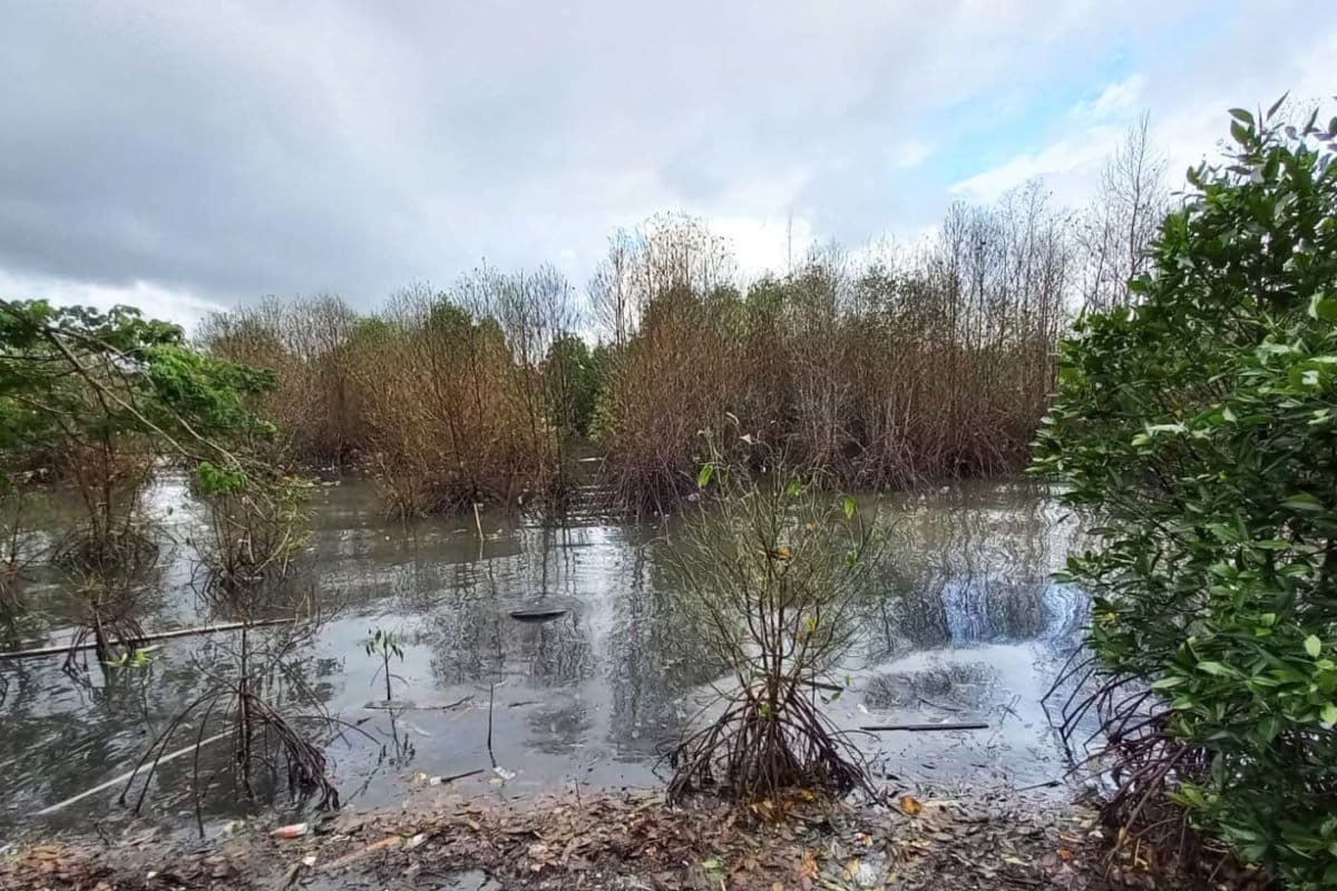 Pepohonan di hutan mangrove di Poka, Ambon, mengering. Foto: Crist Belseran/ Mongabay Indonesia 