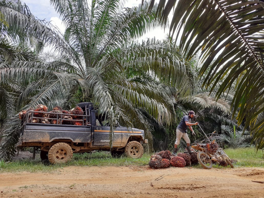 Petani sawit mandiri dari Talang Durian Cacar. Foto: Suryadi/ Mongabay Indonesia