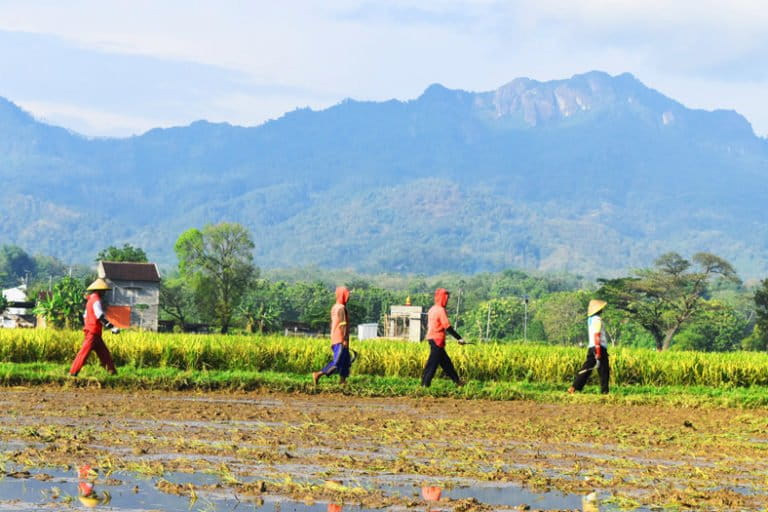 Pemukiman warga sampai lahan pertanian nan subur ini bakal hilang berganti galian-galian tambang emas kalau perusahaan itu jadi beroperasi. Foto: A. Asnawi/ Mongabay Indonesia